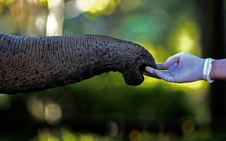 A tusker's proboscis can also switch to vacuum mode to eat