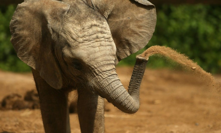 The elephant inhaled at speeds nearly 30 times faster than a human sneeze