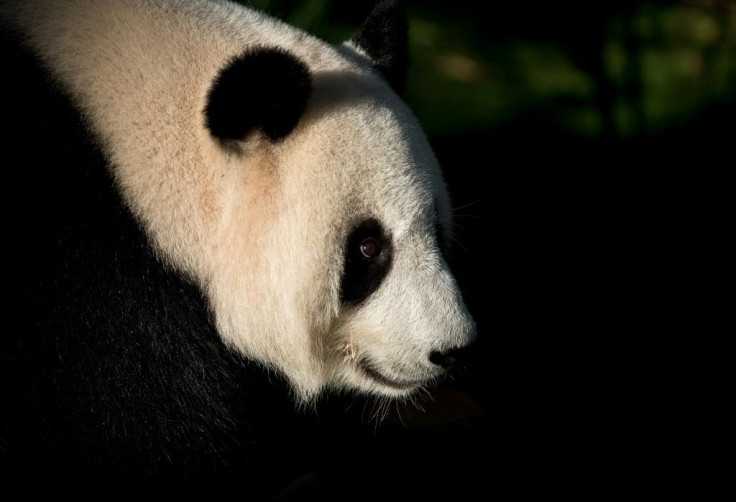 Liang Liang, a giant panda, has been on loan to Malaysia since 2014 along with a male panda, Xing Xing