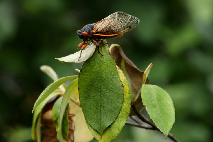 Billions of cicadas are emerging from the ground in the United States -- but authorities warned seafood-allergic people not to eat them