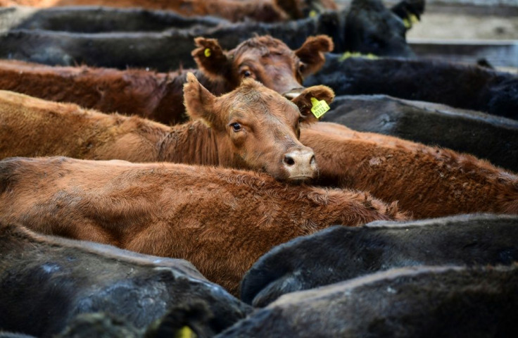 is the fourth-largest beef exporter in the world, and one of its biggest consumers per capita, and revenues from the sector are vital to the country's economy