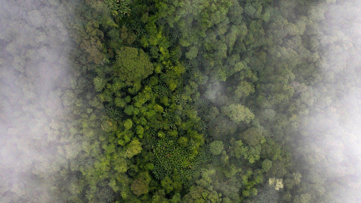 Aerial View of a Forest