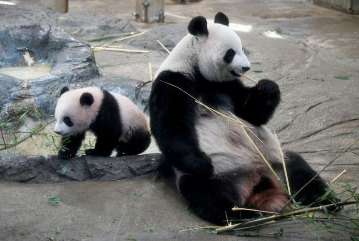Female giant panda Shin Shin (R), seen here in Ueno Zoo in in December 2017, may be pregnant