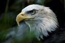 The Endangered Species Act is credited with saving iconic species like the bald eagle
