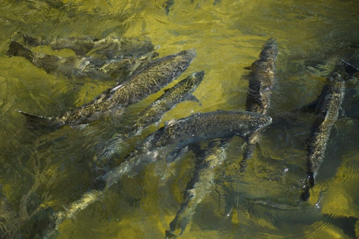 A "fish ladder" -- a narrow channel around a mile long with man-made steps -- simulates the rapids of a mountain stream