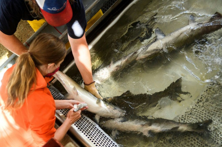 The powerful fish -- who can exceed 50 lb in weight -- will be tranquilized for tagging and receive vitamin injections