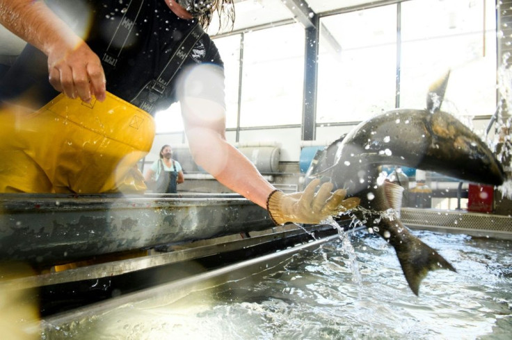 California's fish and wildlife department have taken "the proactive measure of trucking millions of hatchery-raised" juvenile salmon to the sea