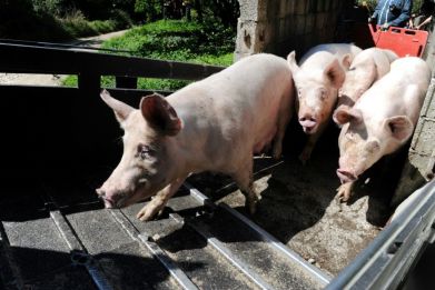France will require anaesthesia for pigs facing castration starting next year