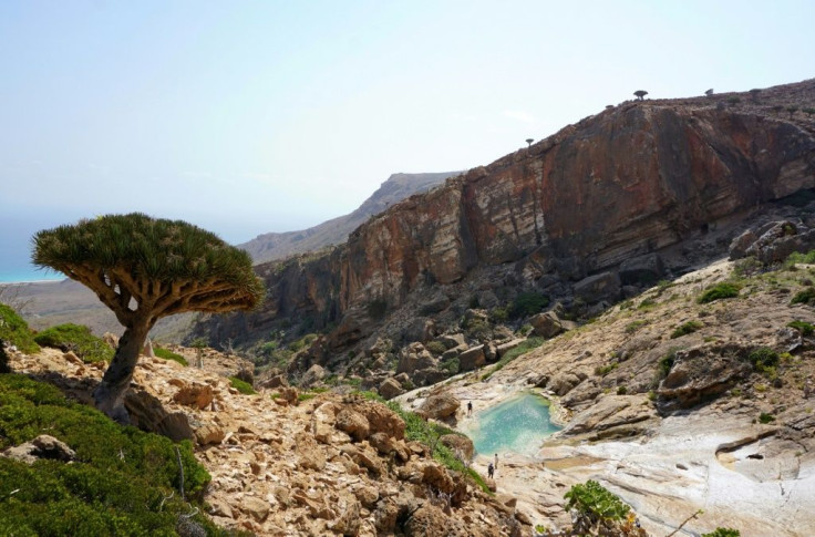 A Dragonâs Blood Tree grows on a hillside at Homhil in the northeast of the Yemeni island of Socotra, a species found only on the Indian Ocean archipelago