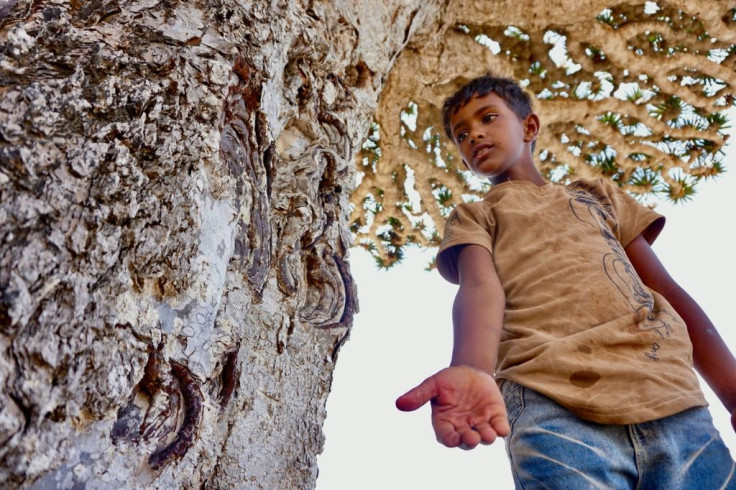 The Dragonâs Blood Tree, a species found only on the Indian Ocean archipelago, takes its name from its red resin