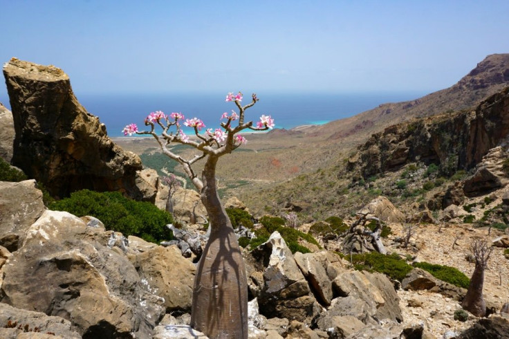A flowering bottle tree, or desert rose, on the Yemeni island of Socotra, part of the flora found only in the Indian Ocean archipelago