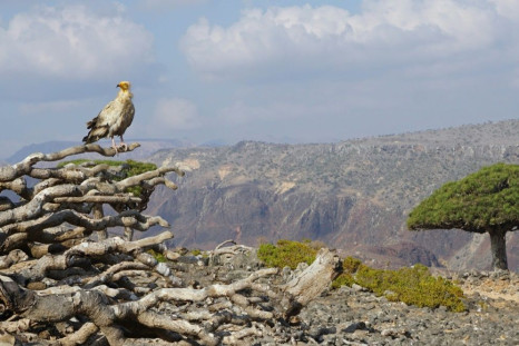 An endangered Egyptian Vulture perches on the dead branches of a Dragonâs Blood Tree