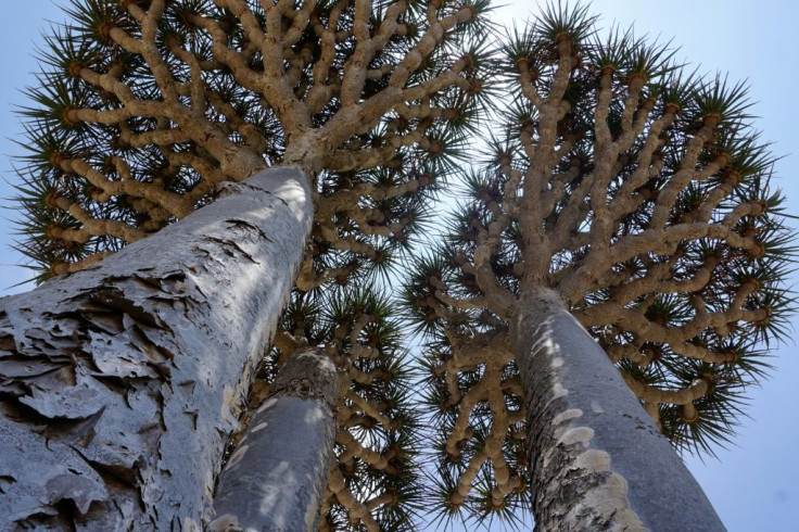 A Dragonâs Blood Tree provides shade on the Diksam Plateau in the centre of the Yemeni island of Socotra