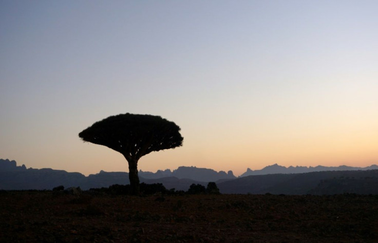 A Dragonâs Blood Tree is silhouetted at dawn on the Diksam Plateau in the centre of the Yemeni island of Socotra
