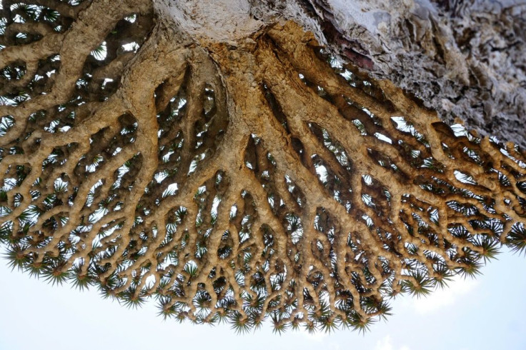 A Dragonâs Blood Tree provides shade on the Diksam Plateau in the centre of the Yemeni island of Socotra
