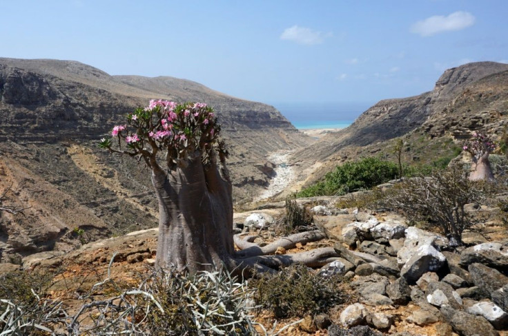 A flowering bottle tree, or desert rose, in the Hagher Mountains on the centre of the Yemeni island of Socotra, part of the remarkable flora found only here