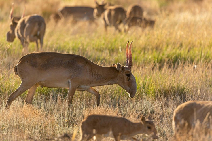 Despite stronger legislation and enforcement, poaching remains a threat