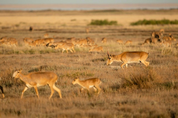 The horns of the male saiga antelope are highly prized in Chinese medicine  Â