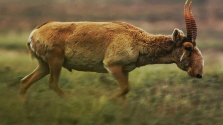 IMAGESImages of Saiga antelopes in Altyn-Dala park in central Kazakhstan. The population of the critically endangered Saiga antelope has more than doubled since 2019, Kazakhstan says, giving conservationists fresh hope for the steppe-dwelling animal's lon