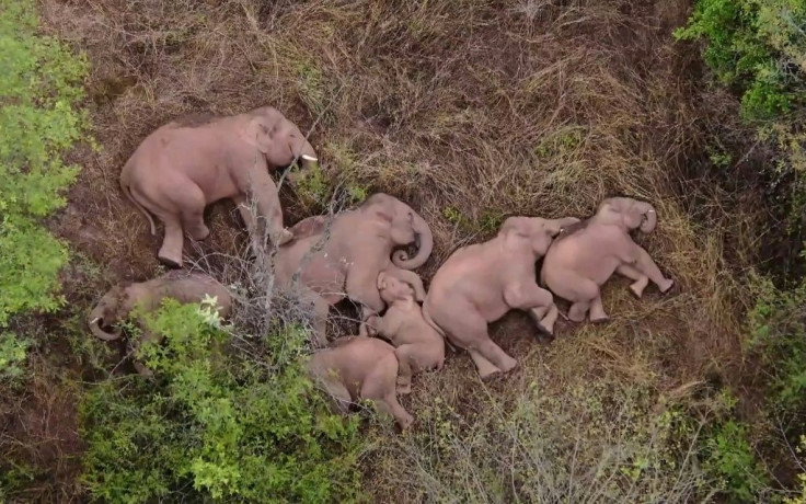 The elephants grab 40 winks after their epic jungle journey