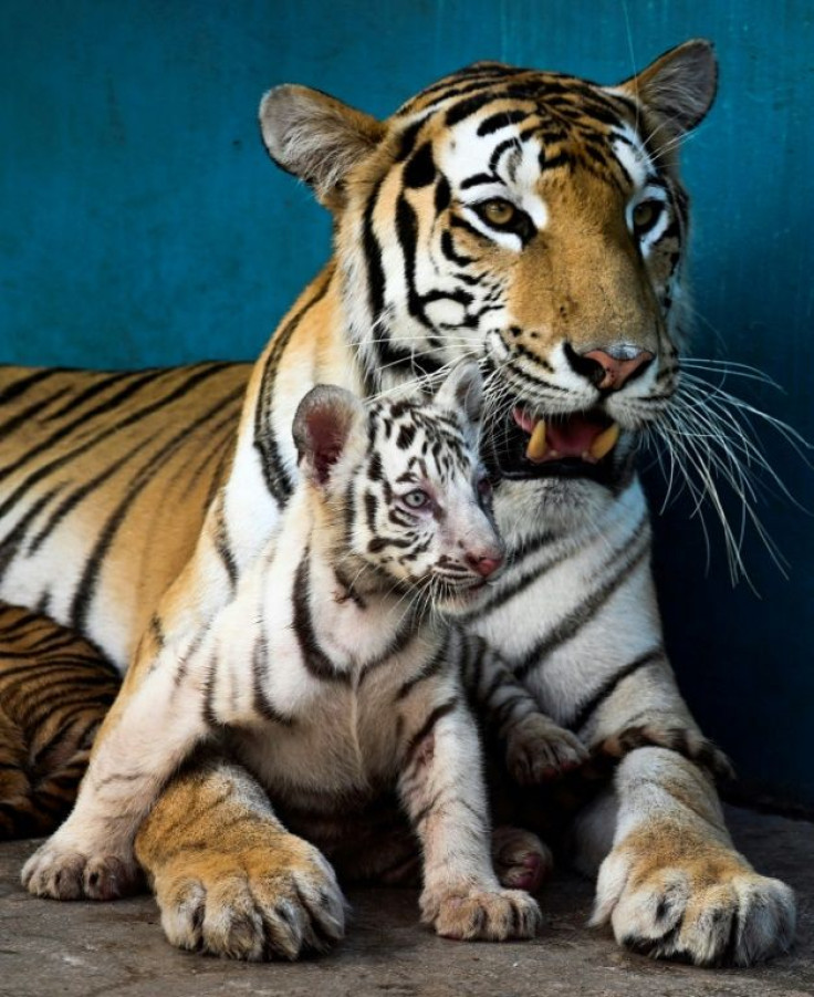 White tigers are Bengal tigers whose parents carry a recessive gene