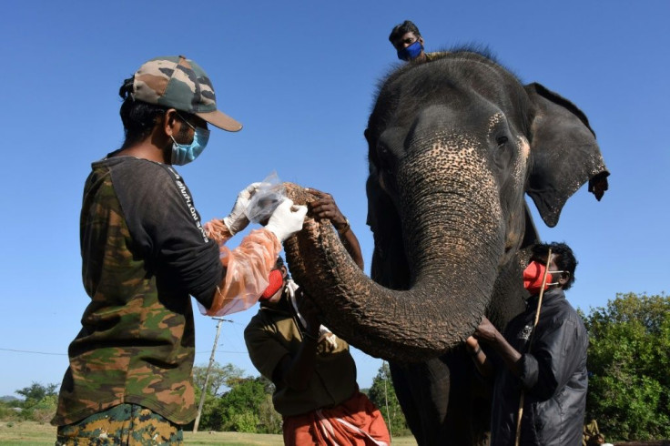 Elephants at a reserve in southern India have been tested for Covid-19 after a lion died of the virus