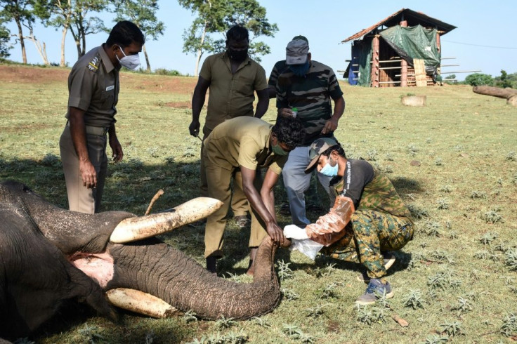 Nasal and anal samples were taken from 28 elephants