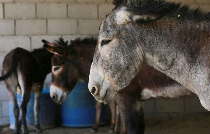 There are plans to replace some of the traditional donkeys with a new system of 20 electric cars at Petra