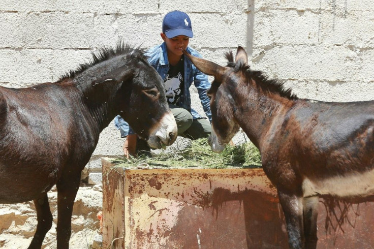 Jordanian donkey owner Abdulrahman Ali brings his animals to a clinic supported by the animal rights group PETA, where vets treat maltreated and malnourished donkeys for free