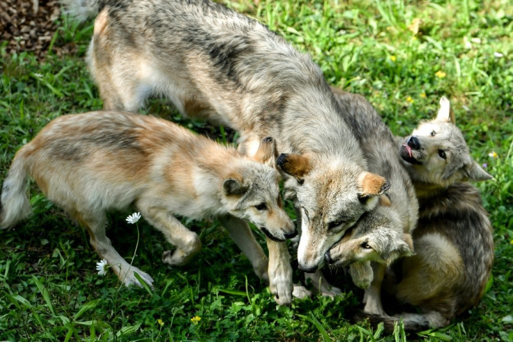 A female regurgitates food for wolf pups from Canada in their enclosure at Pairi Daiza animal park in Brugelette, western Belgium