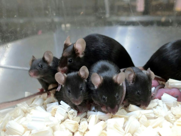 This September 11, 2020, image courtesy of Teruhiko Wakayama, University of Yamanashi, shows healthy offspring and next generation of mice derived from space preserved spermatozoa