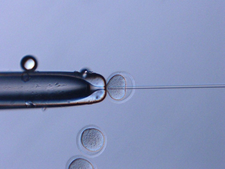 This July 21, 2020, image courtesy of Teruhiko Wakayama, University of Yamanashi, shows space sperm from mice injected into eggs