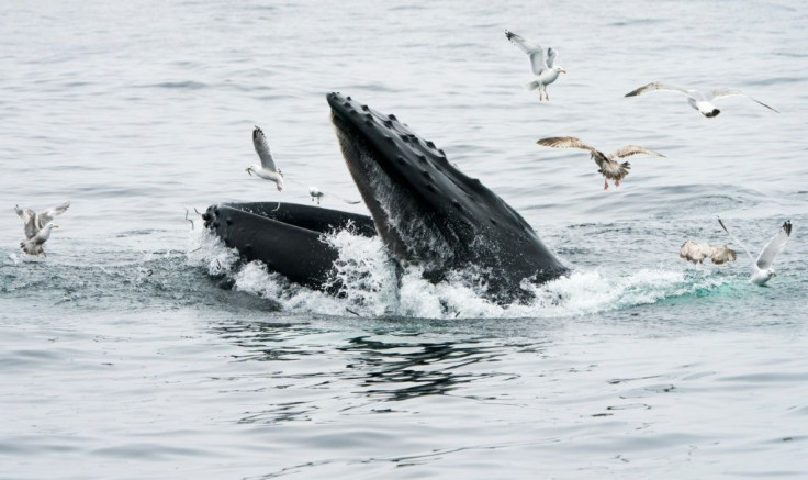 Gulls feed on the sand eels missed by a feeding humpback whale near Gloucester, Massachusetts