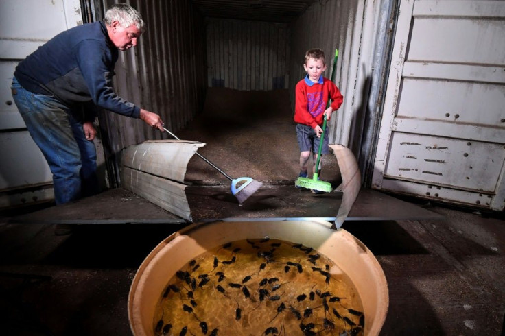 Farmer Col Tink has employed a makeshift system to drown mice that are ravaging farms in eastern Australia