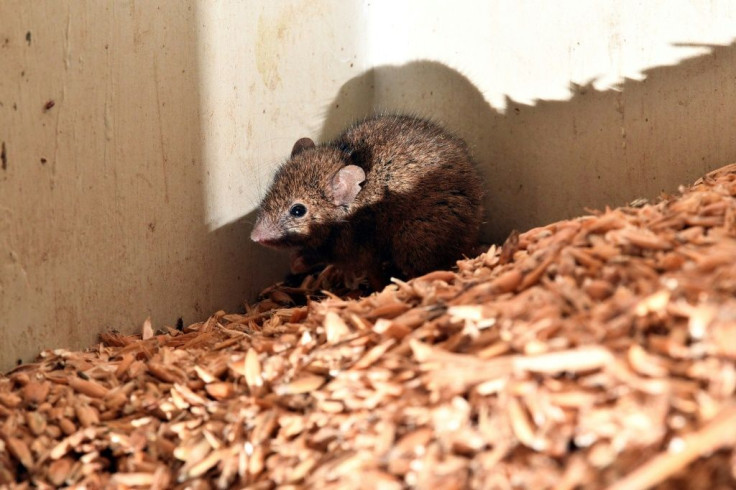 Mice continue to chew through grain and hay stocks in eastern Australia, which has been hit by its worst feral infestations in living memory