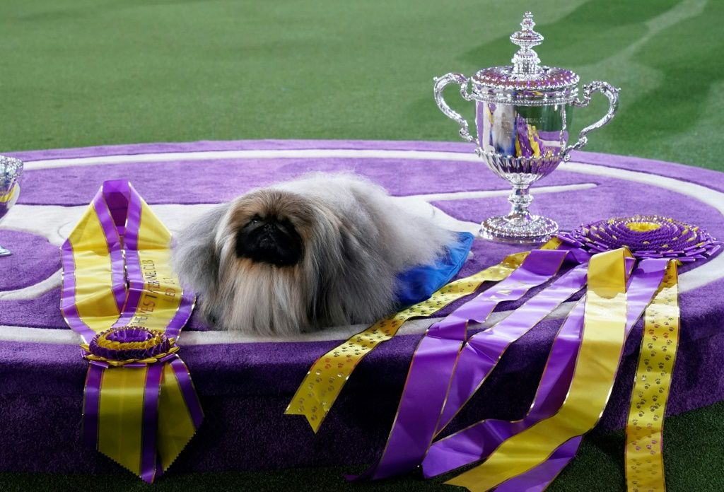 Wasabi The Pekingese Named Westminster's 'Best In Show'