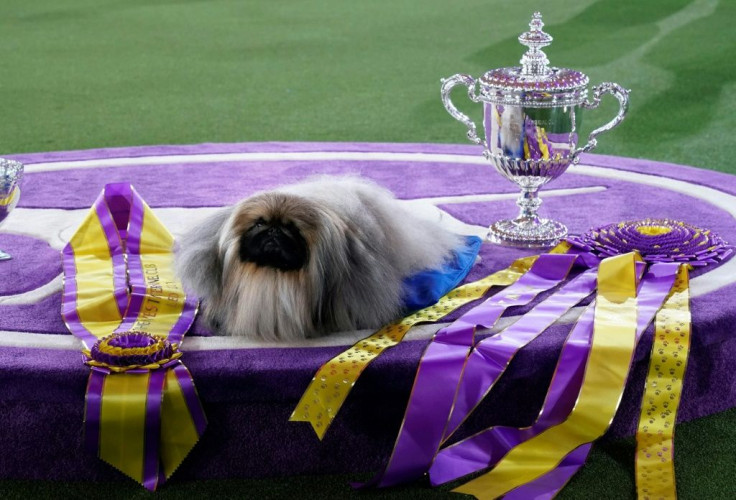 Wasabi won 'Best in Show' at the Westminster Dog Show