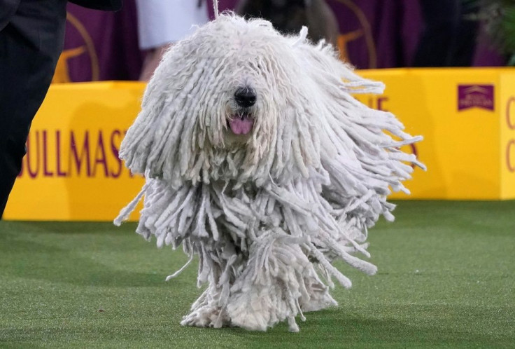 A Komondorok runs with its handler during the judging of the Working Group