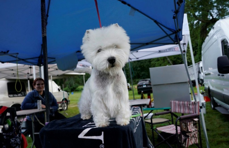 A West Highland White Terrier is seen in the benching area