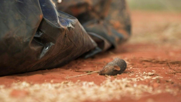 Farmers are fighting a catastrophic months-long mouse plague in eastern Australia, amid fears the rodents will survive winter and boom again in warmer months.