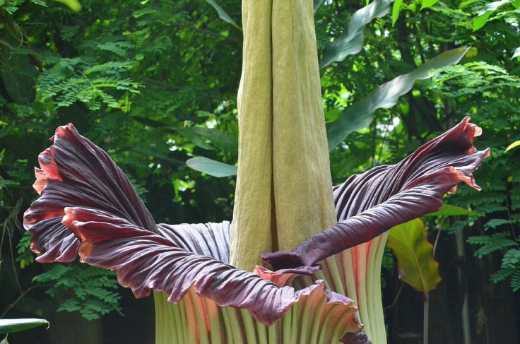 Corpse Flower