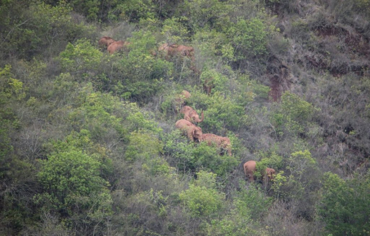 Experts are unsure why the herd left their home at the Xishuangbanna National Nature Reserve late last year