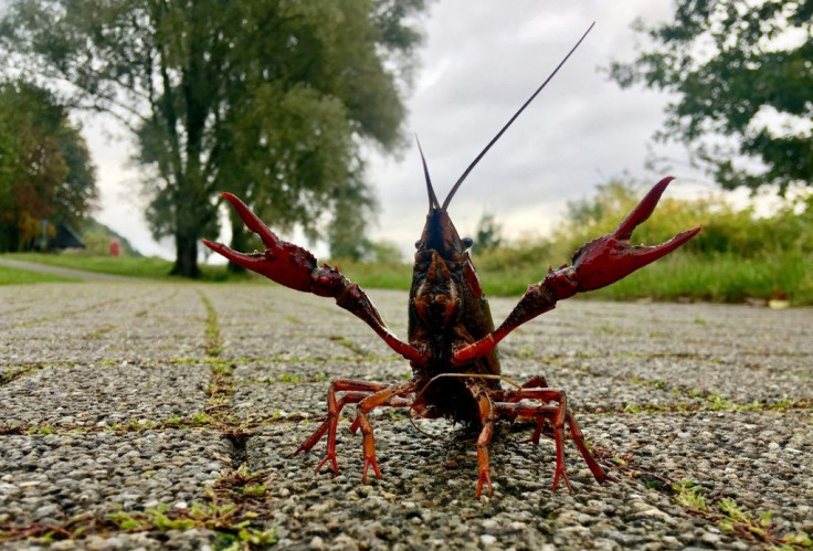 A crayfish crosses a pedestrian walkway close to the Kemnader See lake in Bochum, western Germany