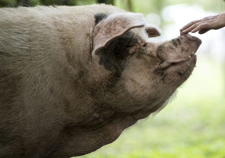 "Zhu Jianqiang", or "Strong Pig", who survived the 2008 Sichuan earthquake, has died at the age of 14