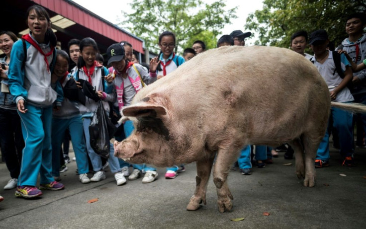 Weibo users hailed it as "the most famous pig in history"
