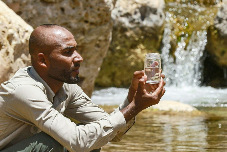 Abdullah Oshoush, an environmental researcher at Jordan's Fifa Nature Reserve, holds specimens of the endangered Dead Sea toothcarp