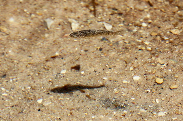 A specimen of the endangered Dead Sea toothcarp (Aphanius dispar richardsoni) swims at Jordan's Fifa Nature Reserve, some 140 kilometres (85 miles) southwest of the capital in the Jordan Rift Valley