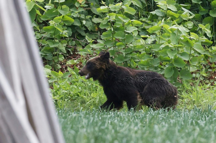 The brown bear injured four people including a soldier as it rampaged through the Japanese city of Sapporo