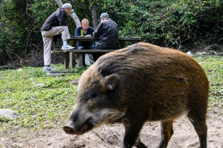 Hong Kong boasts large tracts of subtropical mountains and parkland that host a thriving number of Eurasian wild pigs