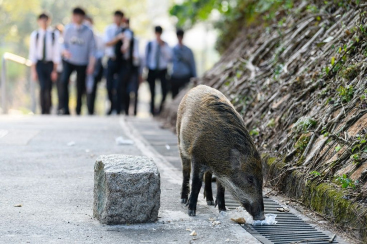Boars have been filmed running alongside vehicles on roads, jogging down beaches -- and even falling through the ceiling of a children's clothing store